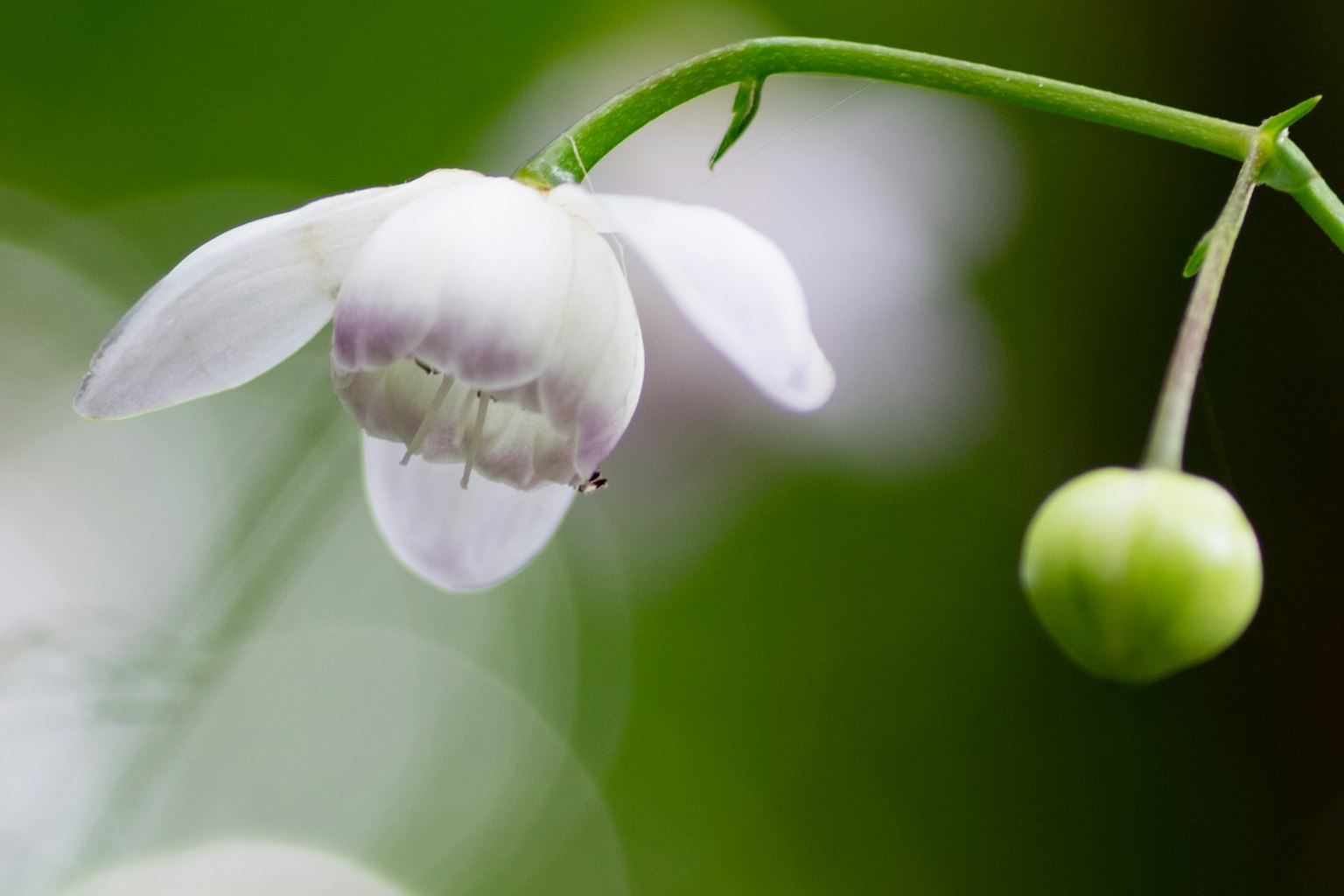Acercamiento de una flor blanca con fondo verde mostrando detalles de los pétalos y un capullo