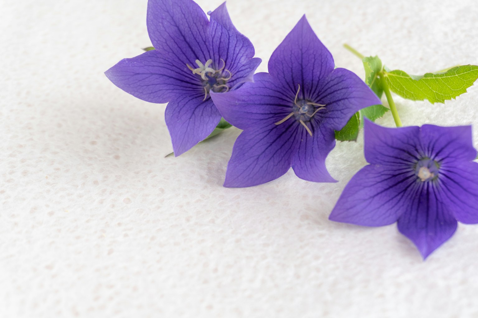 Tre fiori viola disposti su uno sfondo bianco