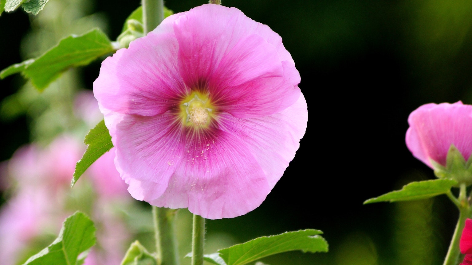 Acercamiento de una flor rosa vibrante con un centro amarillo rodeada de hojas verdes