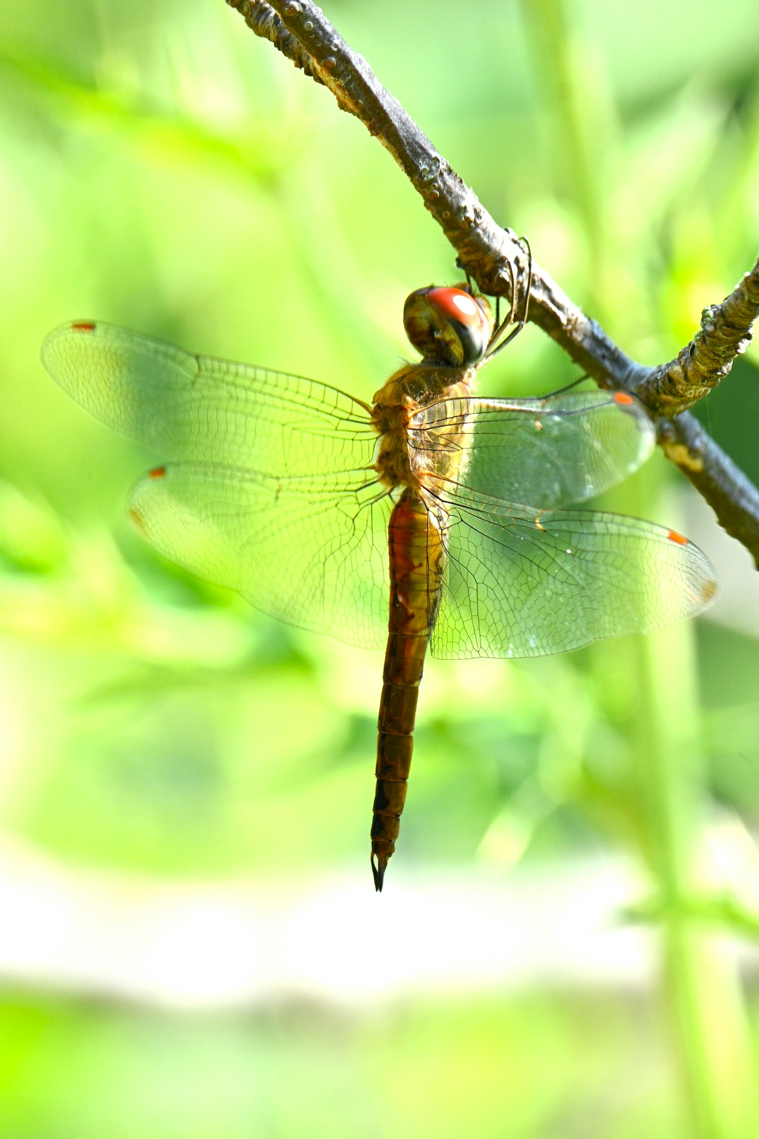 Gros plan d'une libellule brune perchée sur une brindille sur fond vert