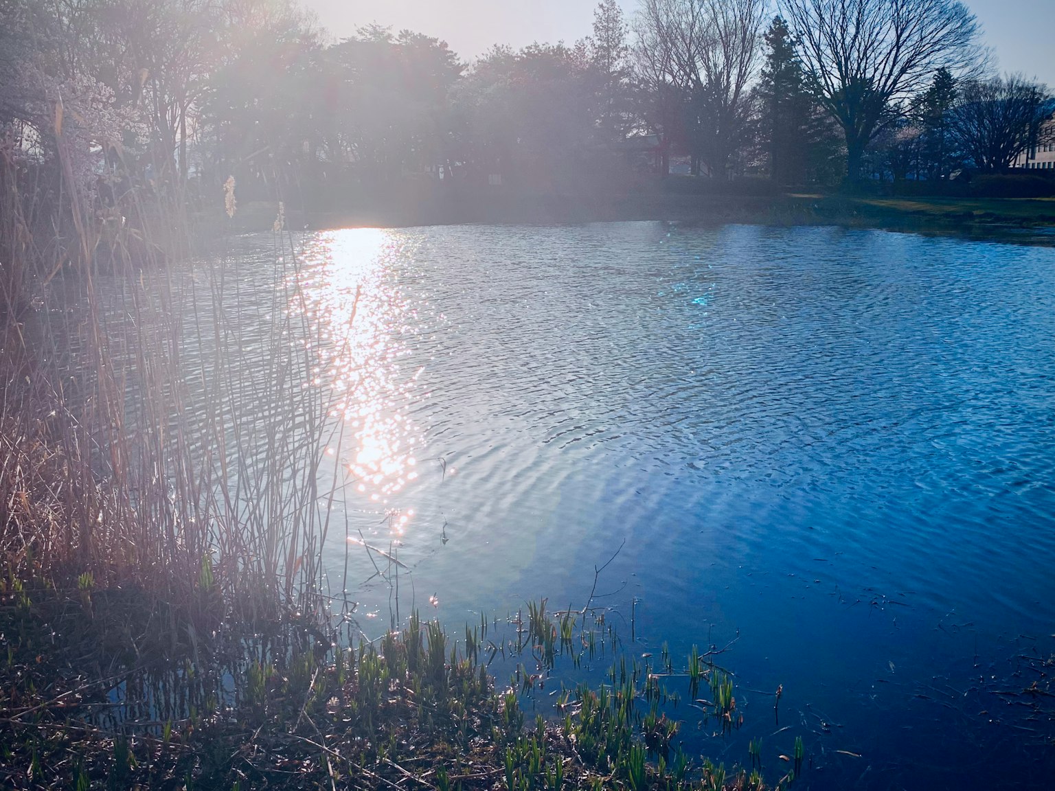 Ruhige Wasseroberfläche, die Sonnenlicht und umliegende Bäume reflektiert