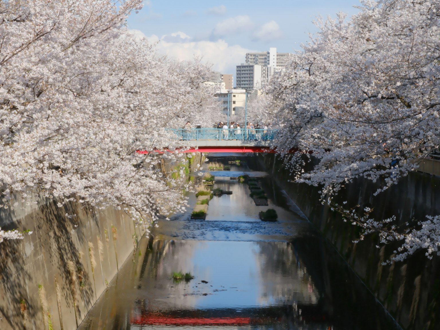 Scenic view of cherry blossoms along a river with a red bridge and buildings in the background