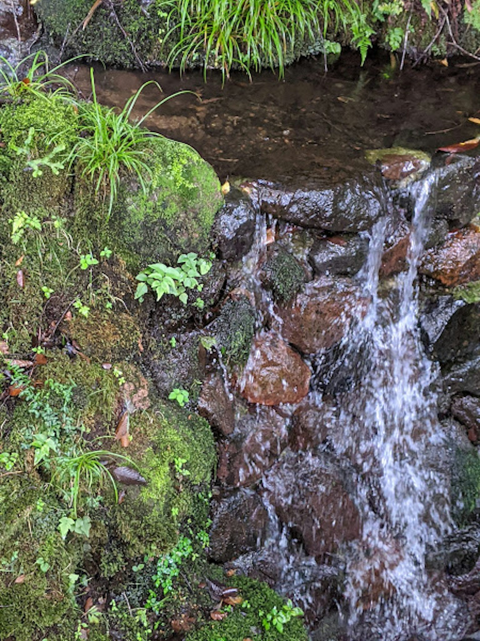 Una piccola cascata che scorre su rocce circondate da piante verdi lussureggianti