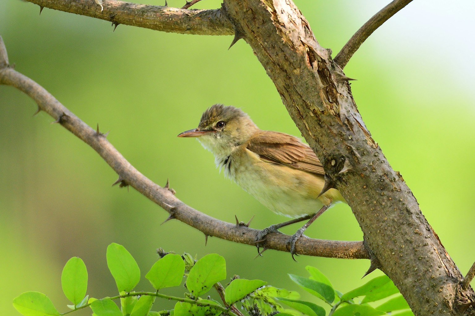 A small bird perched on a branch with a green background