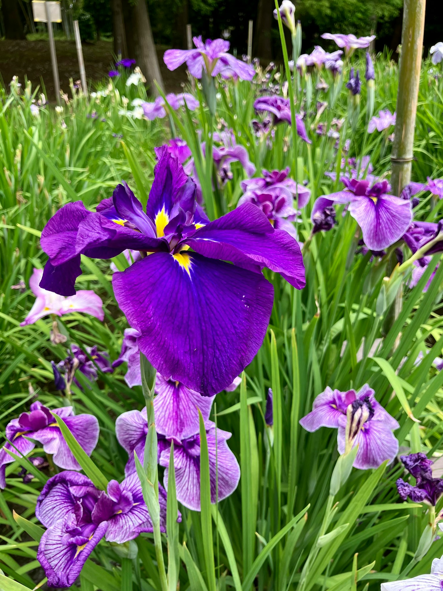Bunga iris ungu mekar di taman yang rimbun