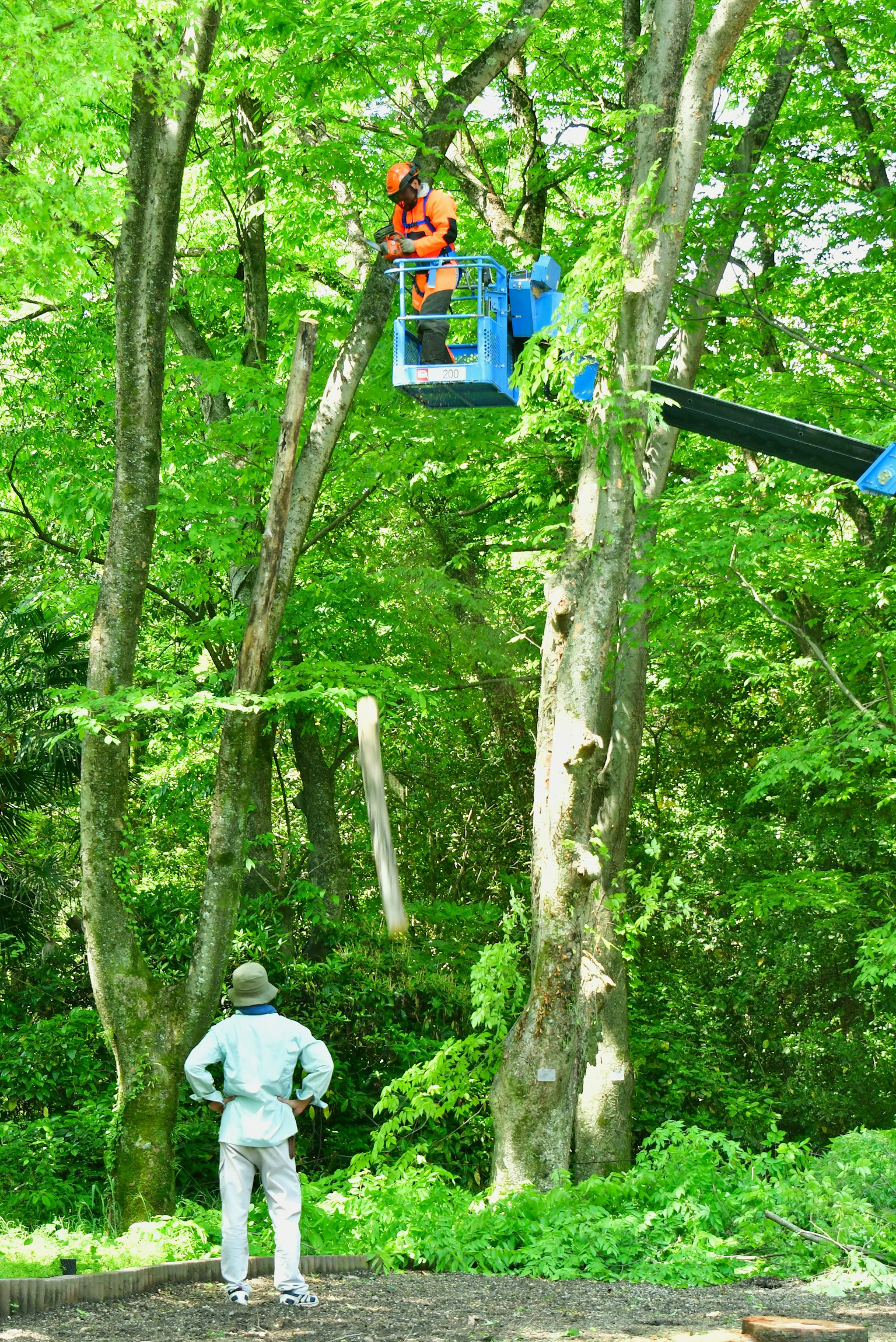 Pekerja di lift di antara pohon hijau dengan orang lain mengamati di bawah