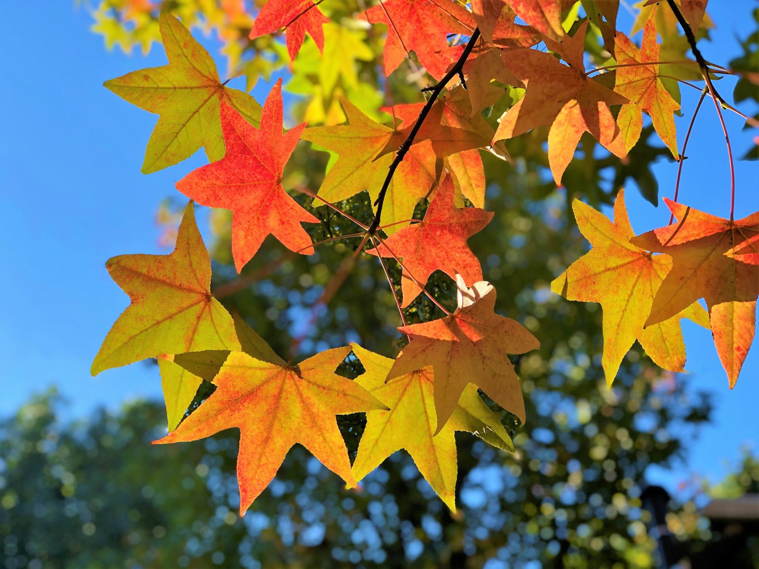 Feuilles d'érable en rouge et orange vif sur fond de ciel bleu