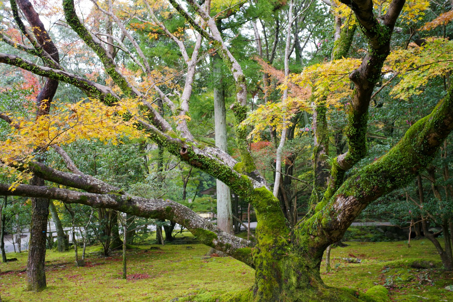 Grande albero con foglie colorate e terreno coperto di muschio