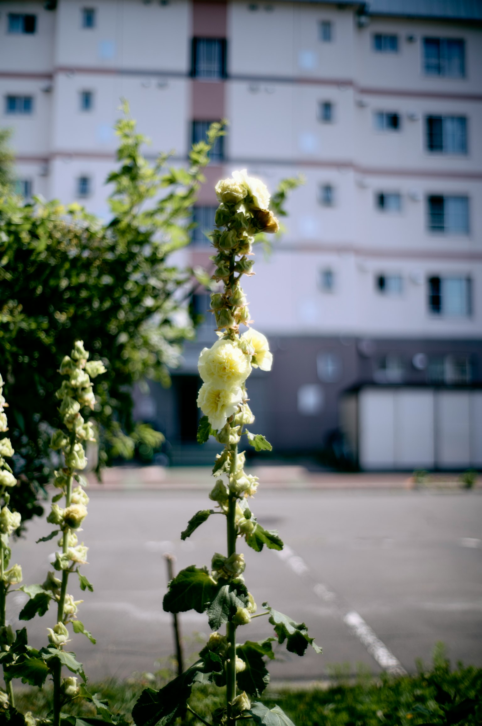 Pianta di malva con fiori bianchi e un edificio in background