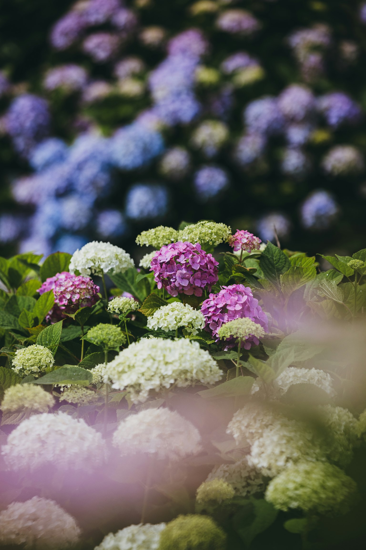 Una escena vibrante de hortensias en flor de varios colores
