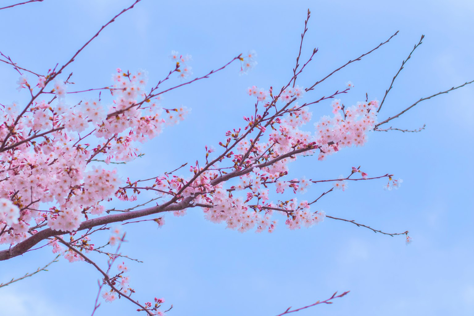 푸른 하늘을 배경으로 핀 벚꽃 가지