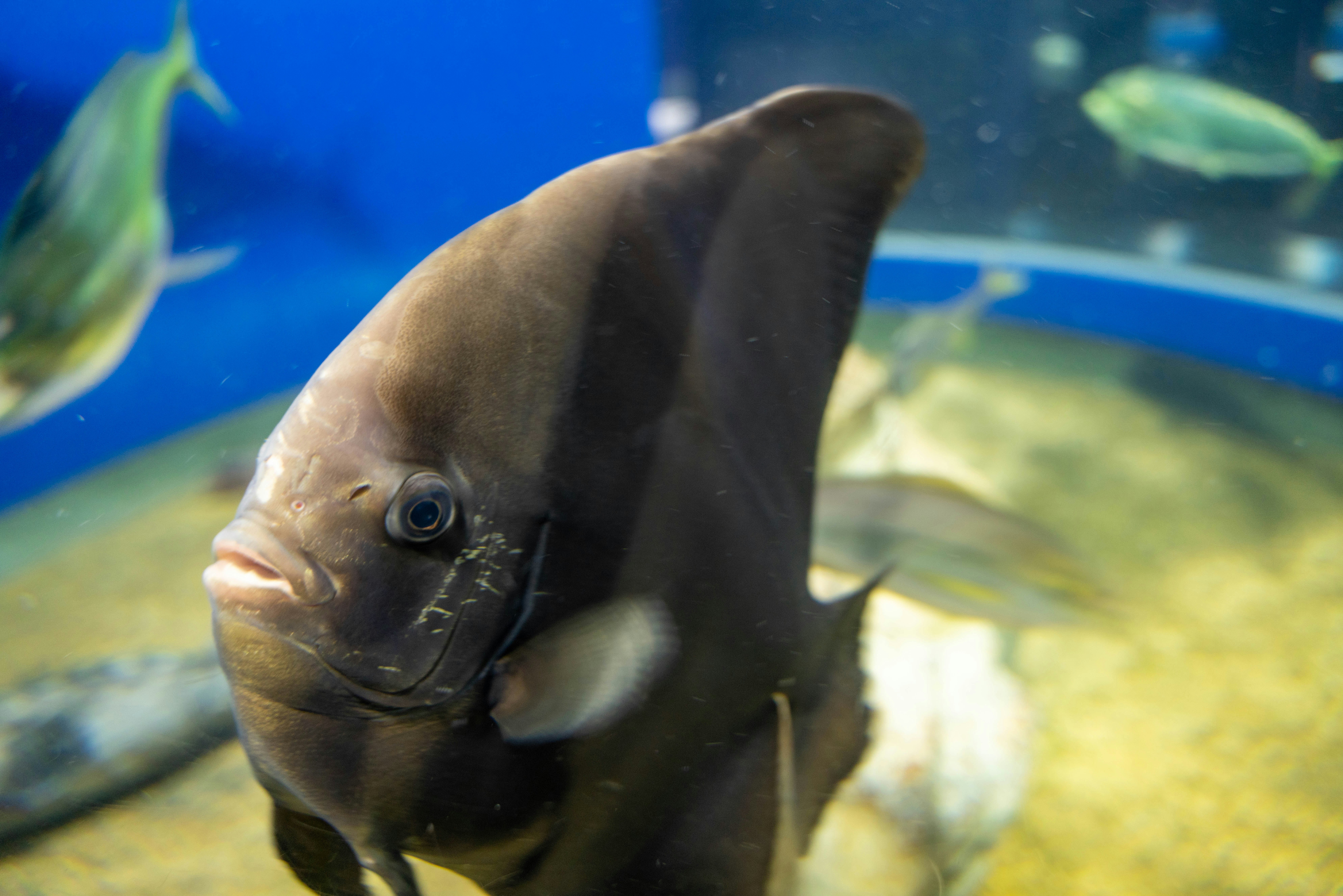 水族館玻璃後長得像海豚的魚