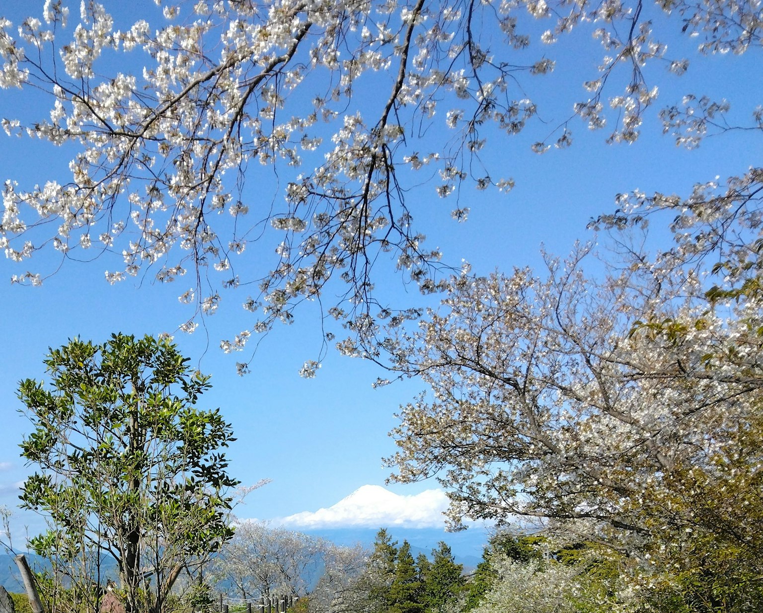 樱花盛开在晴朗的蓝天上，背景是富士山