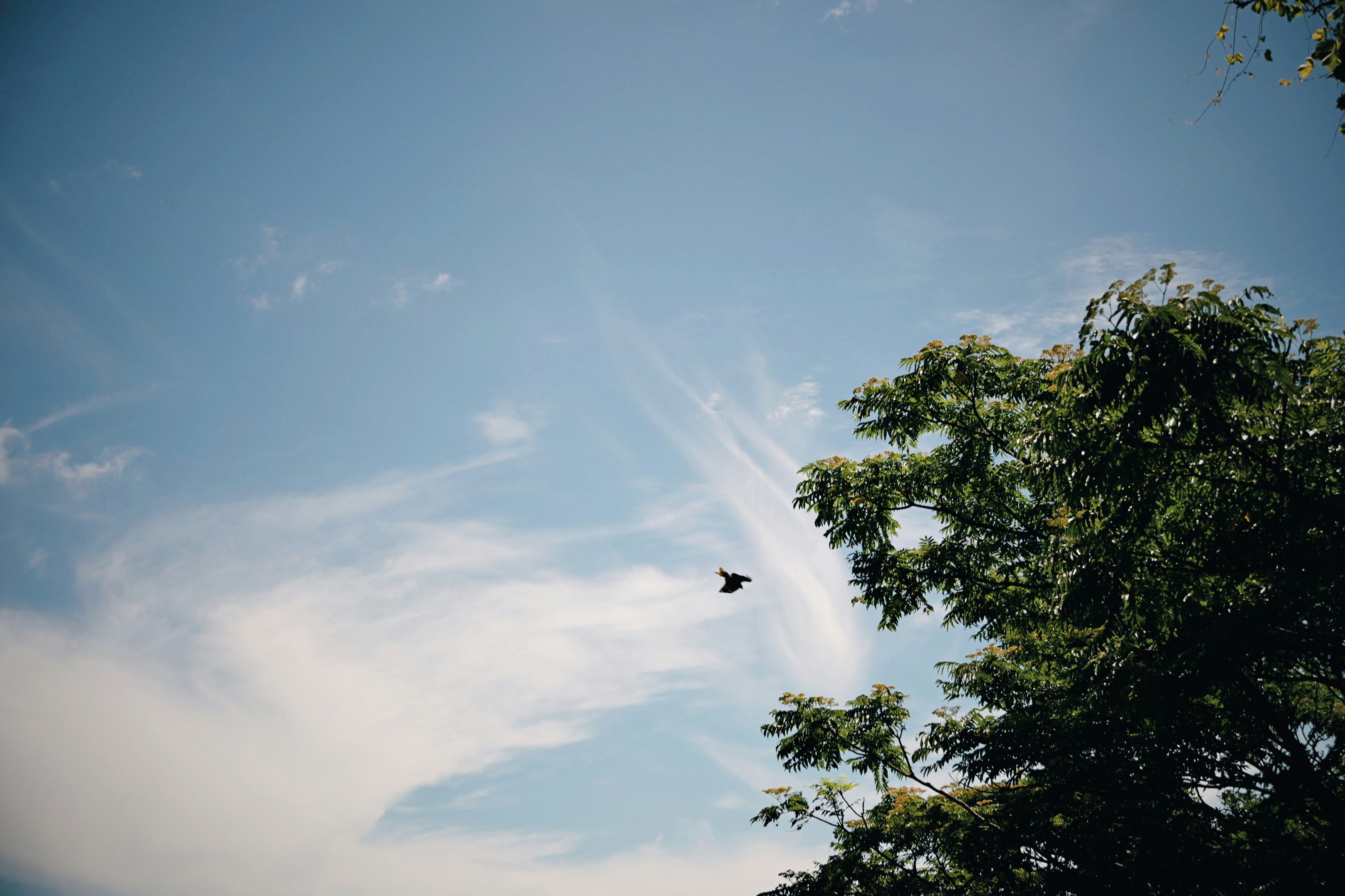 青空の下、木々の上を飛ぶ鳥