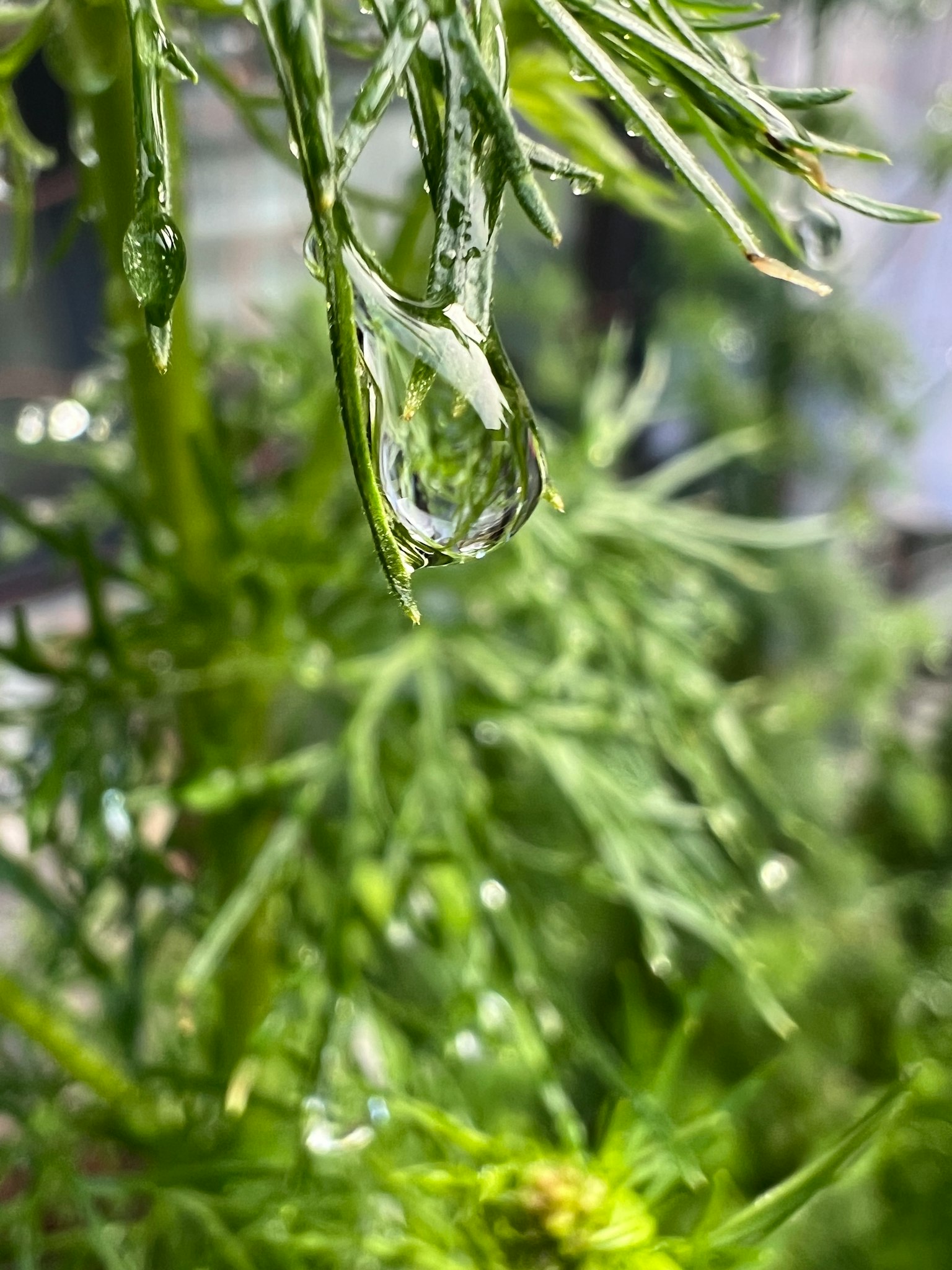 Foto close-up daun hijau dengan tetesan air