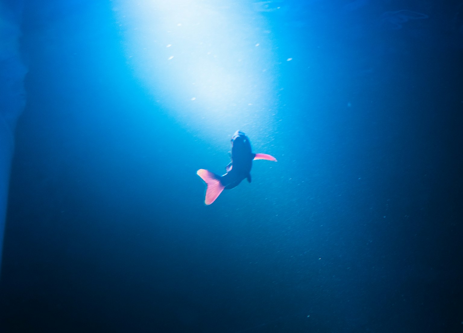 青い水中で赤い尾ひれを持つ魚が浮かんでいる