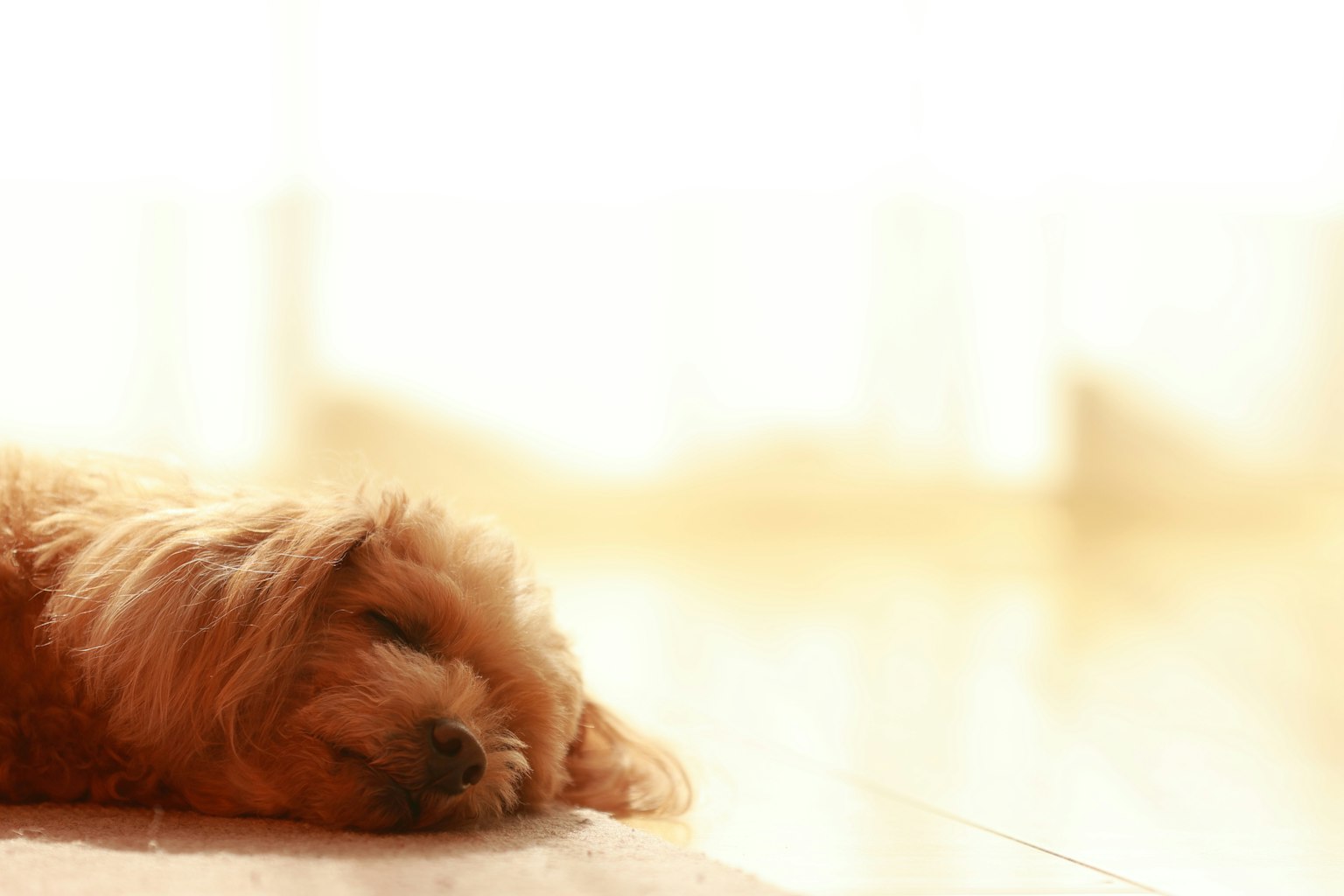 Seekor anjing kecil berbulu tidur nyenyak dalam cahaya lembut