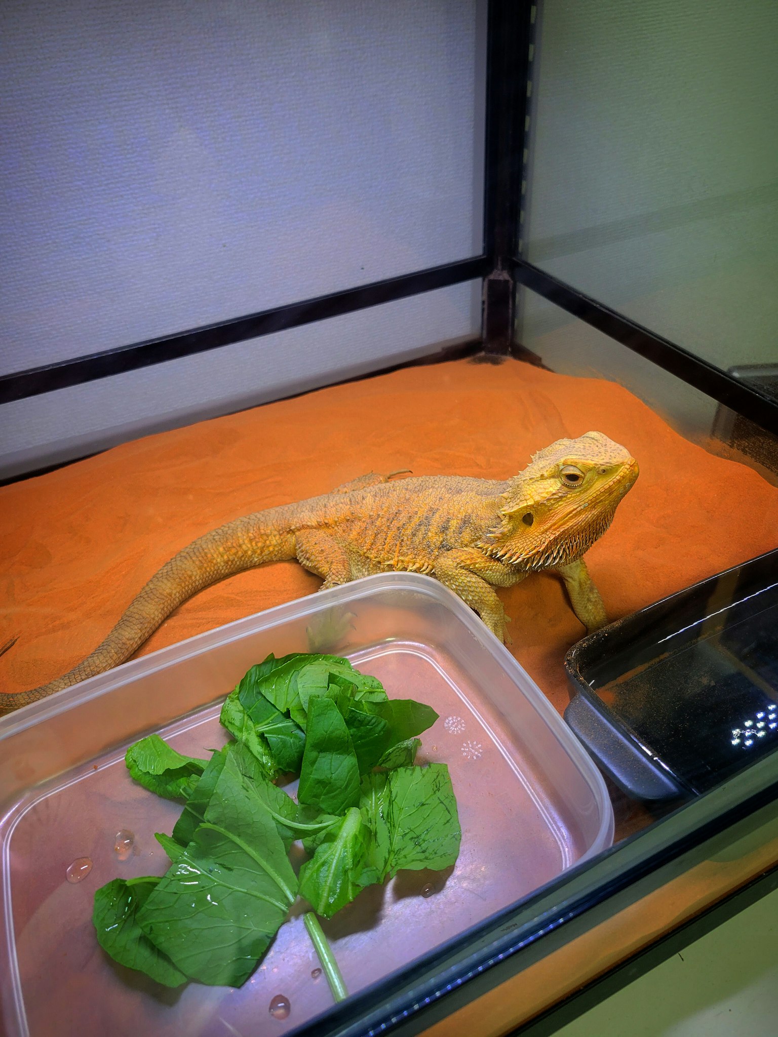 Bearded dragon on orange sand with fresh vegetables nearby