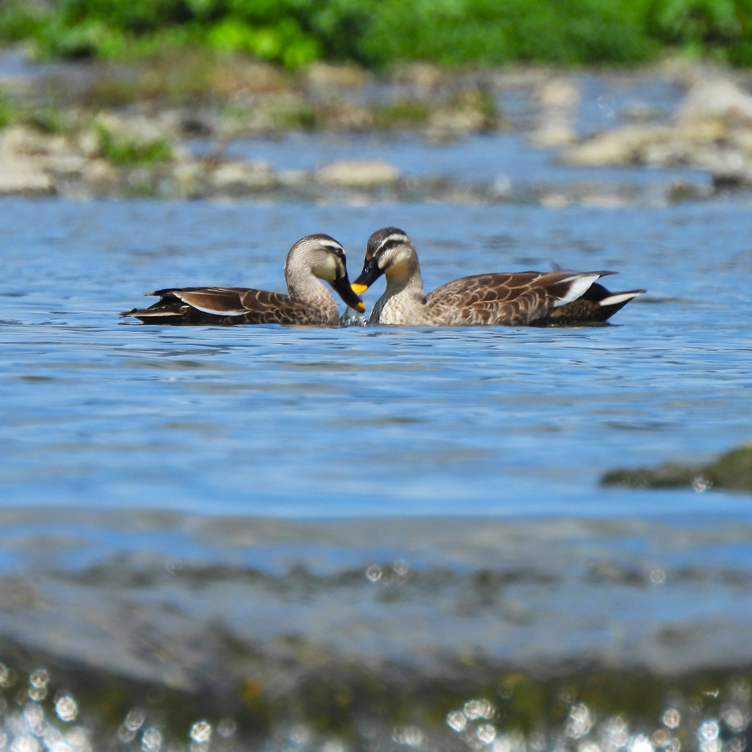 Zwei Enten kuscheln an der Wasseroberfläche