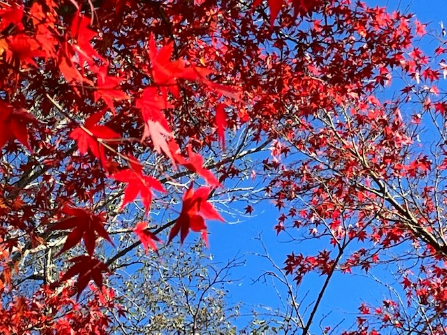 鮮豔的紅楓葉與藍天相映