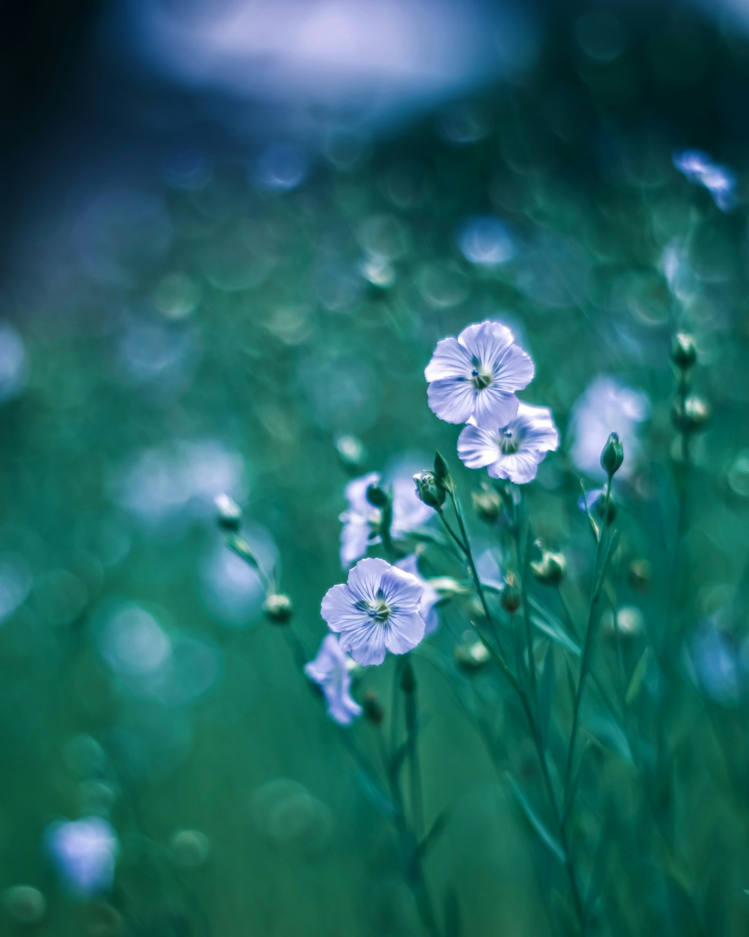 Un campo de delicadas flores blancas con un fondo verde suave y un efecto borroso