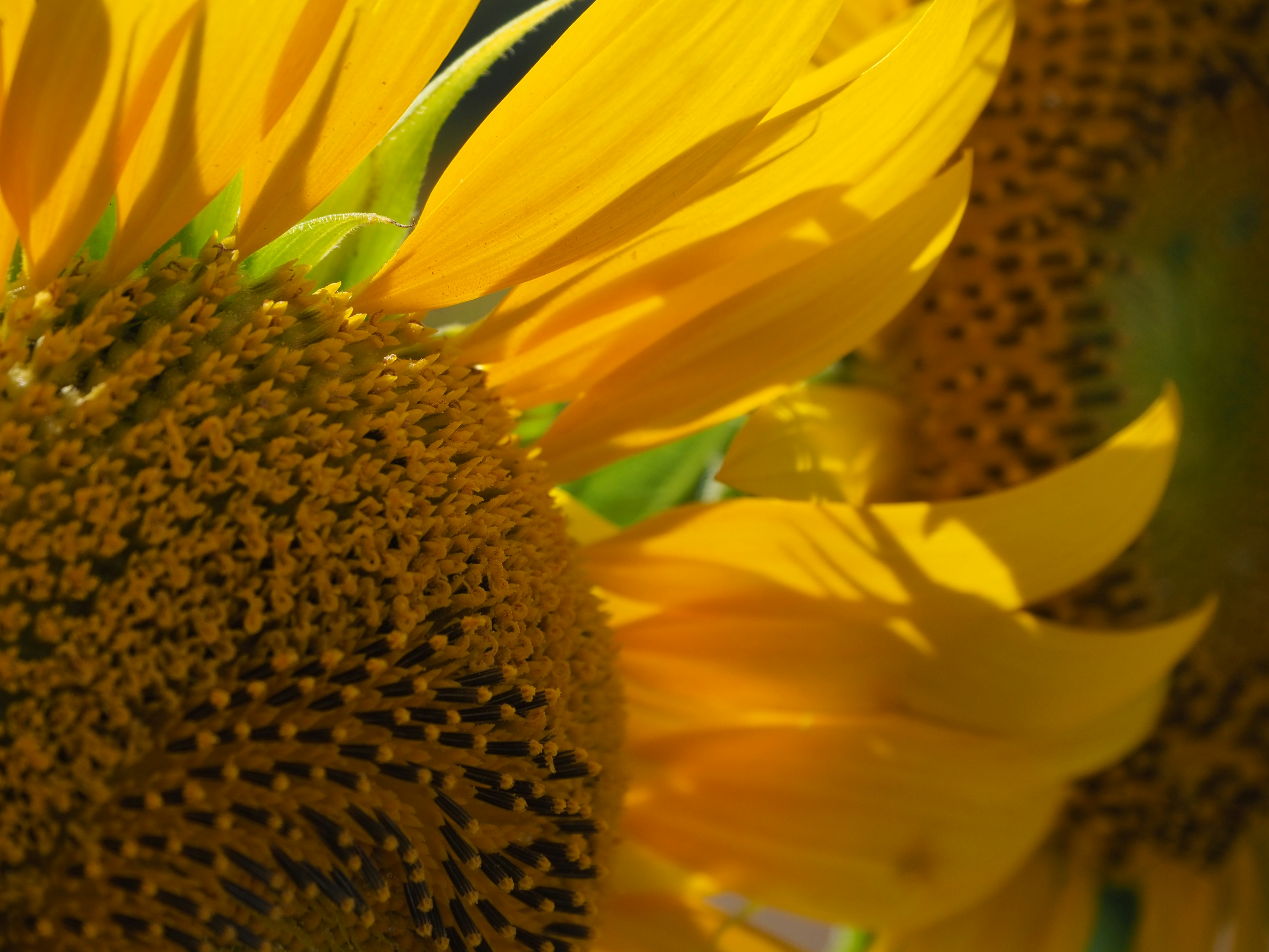 primo piano di petali e centro di un girasole