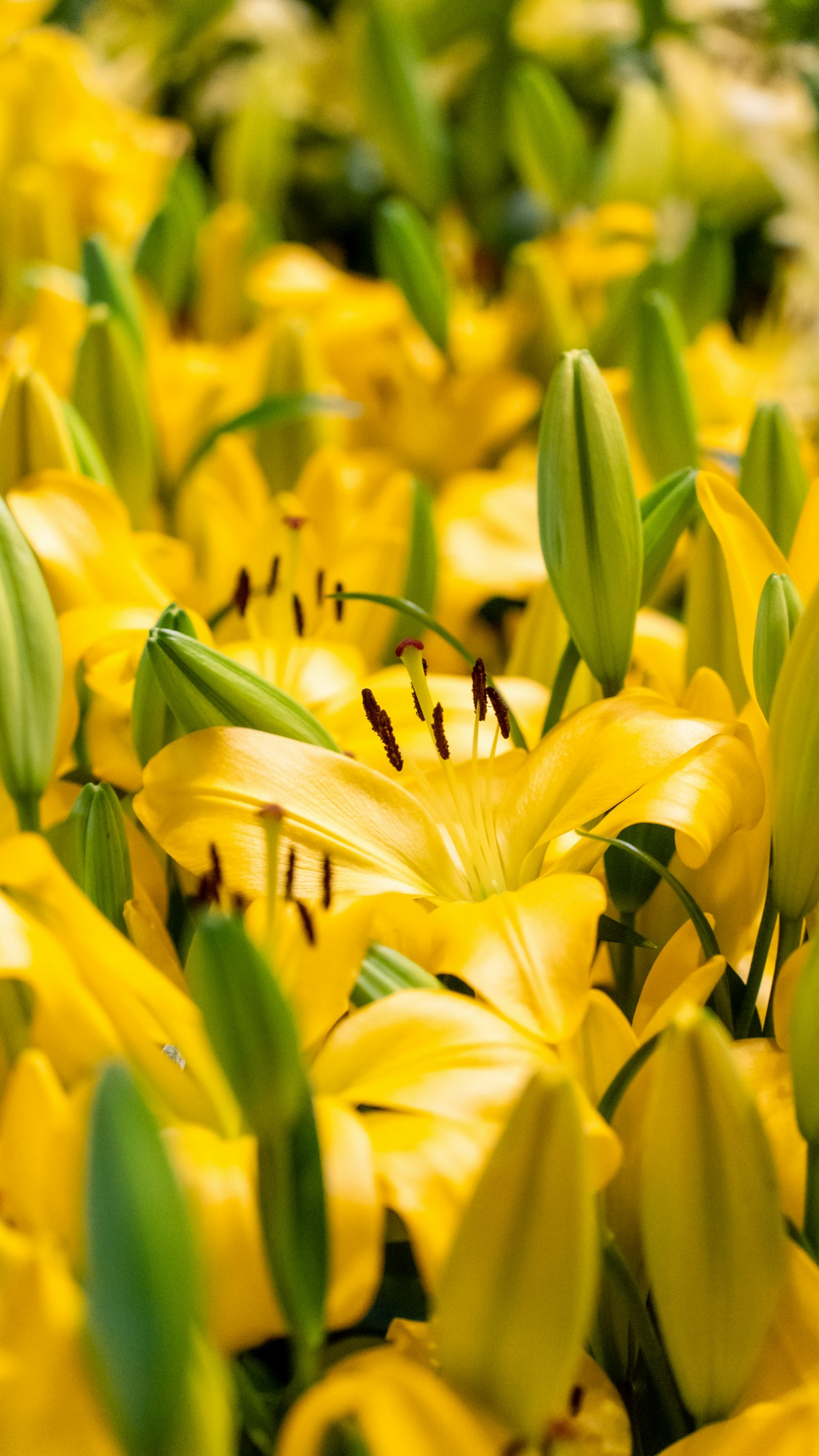 Champs de lys jaunes en fleurs avec des feuilles vertes