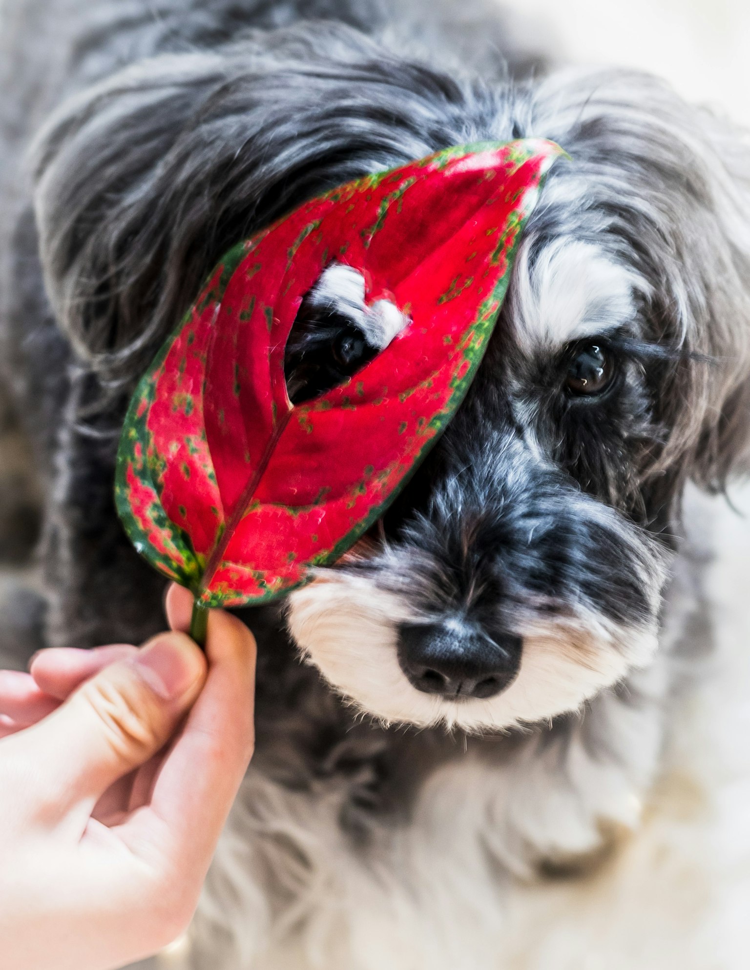 A dog with a hand holding a red leaf in front of its face