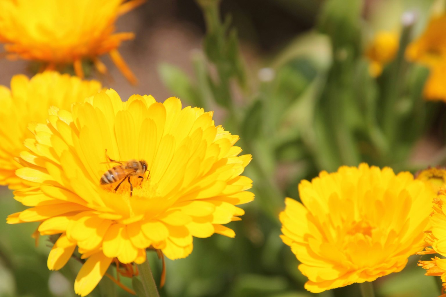 Un'ape appollaiata su fiori gialli vivaci