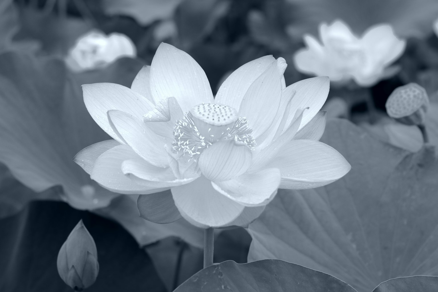 一朵白色的莲花漂浮在水面上