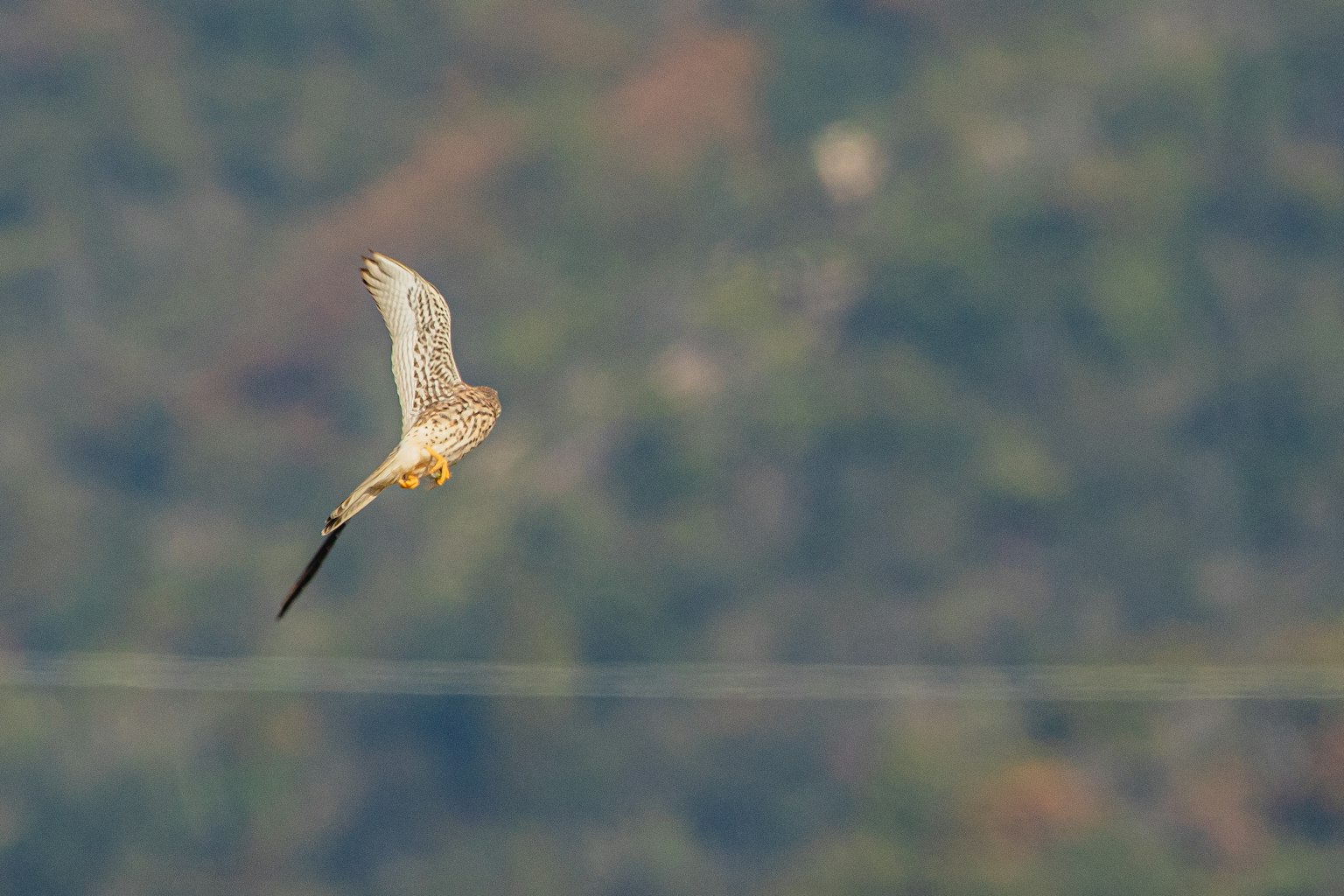 Imagen de un halcón volando en el cielo con un fondo verde borroso