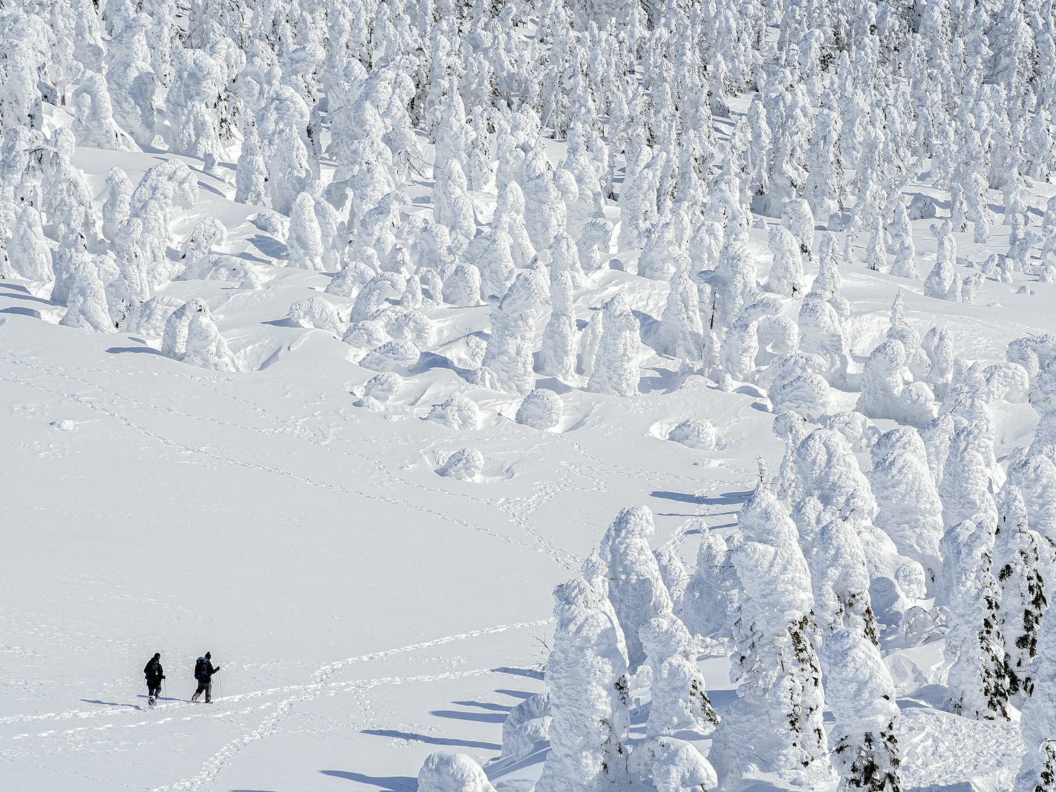 Due escursionisti che camminano in una foresta innevata