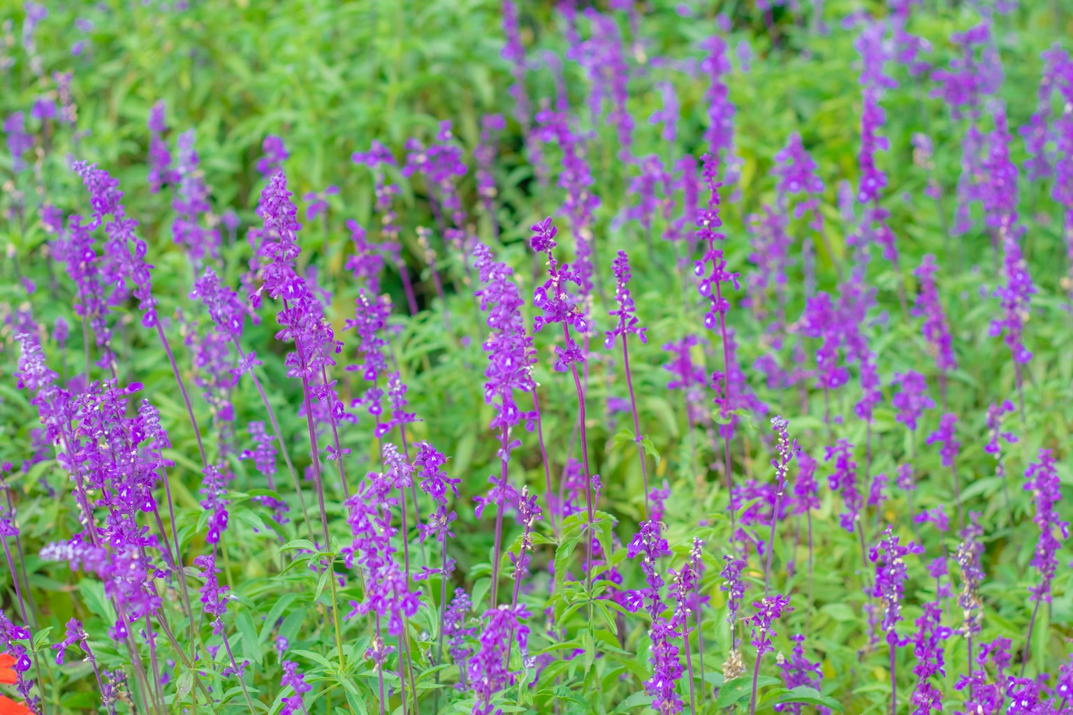 Campo vibrante de flores moradas entre un follaje verde exuberante