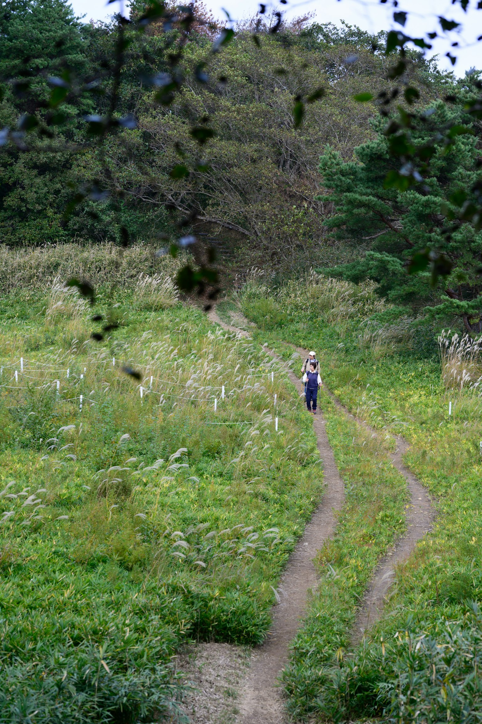 緑豊かな草原の中を歩く人の姿と二股に分かれた小道