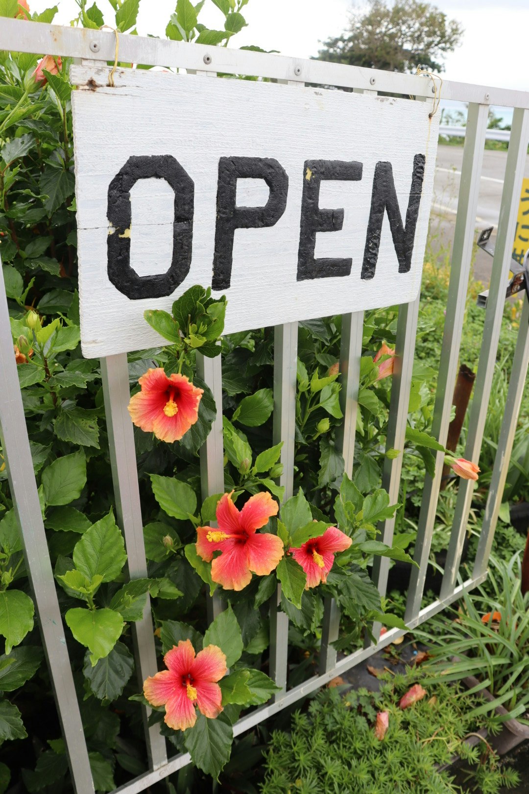 古宇利島の花畑で咲くハイビスカスと「OPEN」看板のある柵