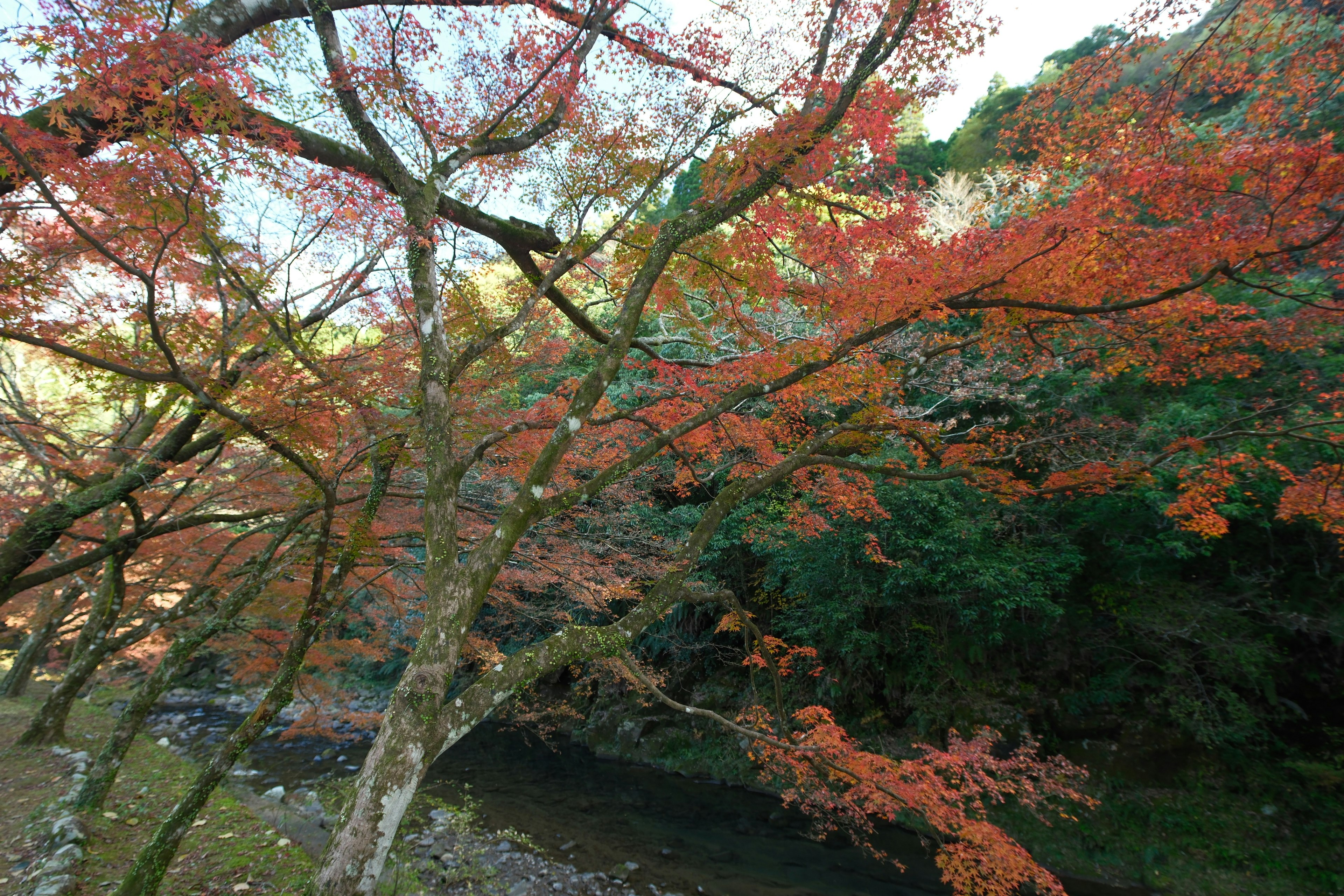 青井岳自然公園の紅葉が広がる渓流沿いの景色