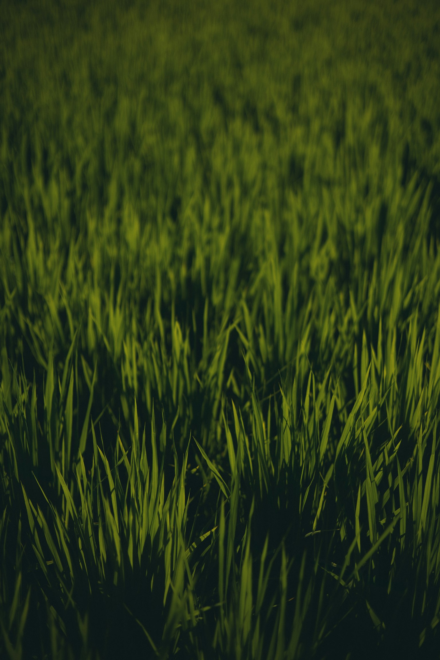 Foto close-up dari lapangan rumput hijau dengan rumput tinggi yang padat