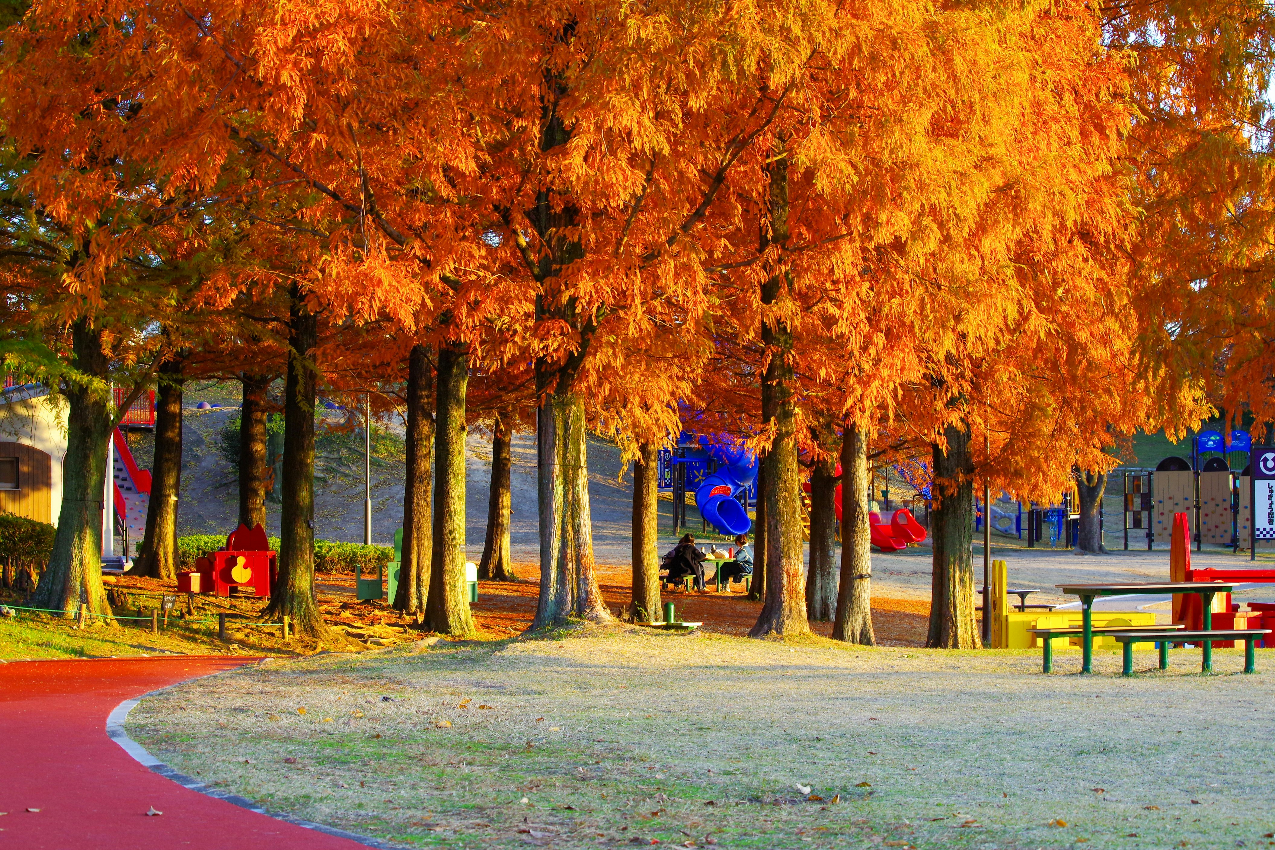 夕焼けの公園で色づく紅葉並木の小道