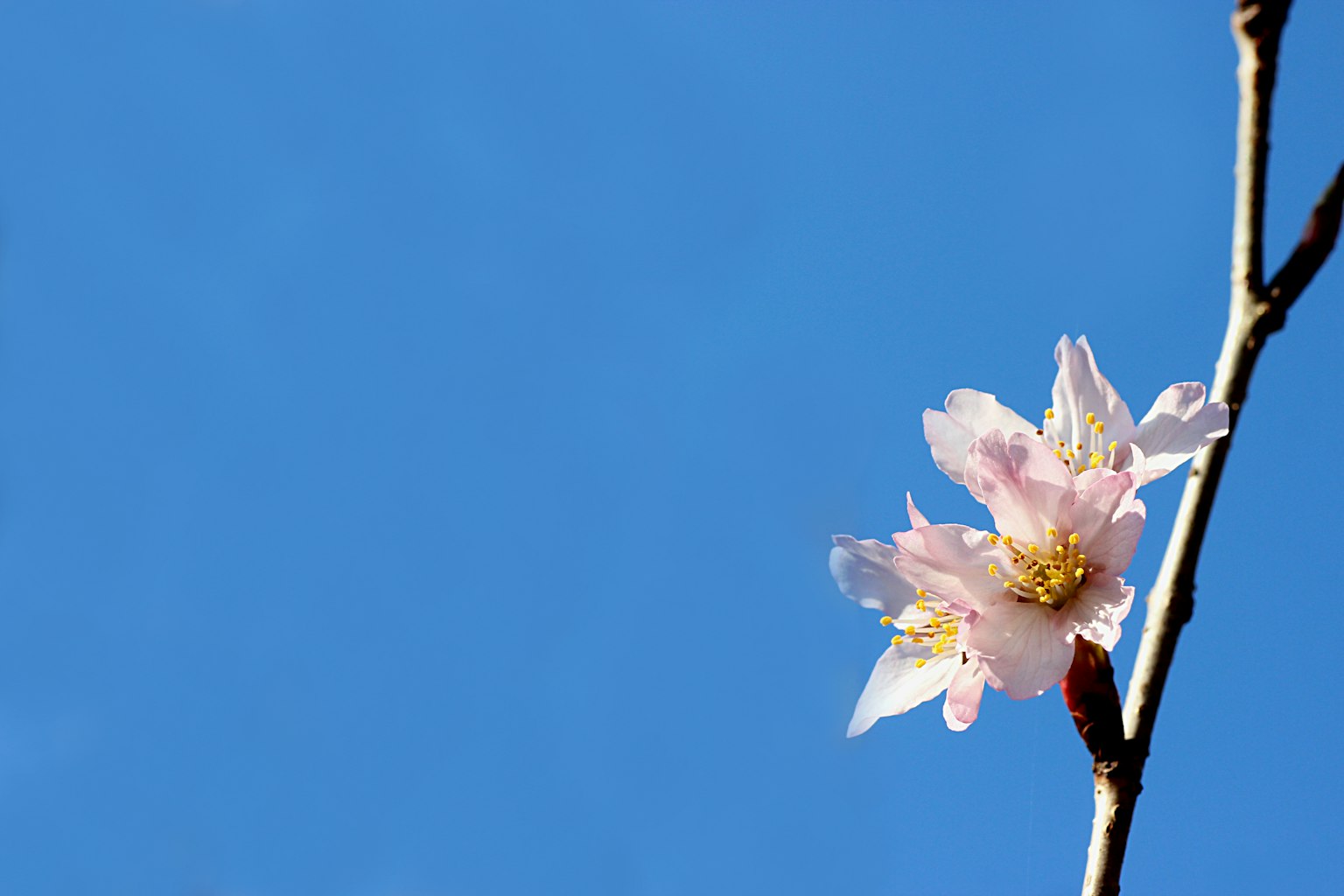 Cherry blossoms blooming against a clear blue sky