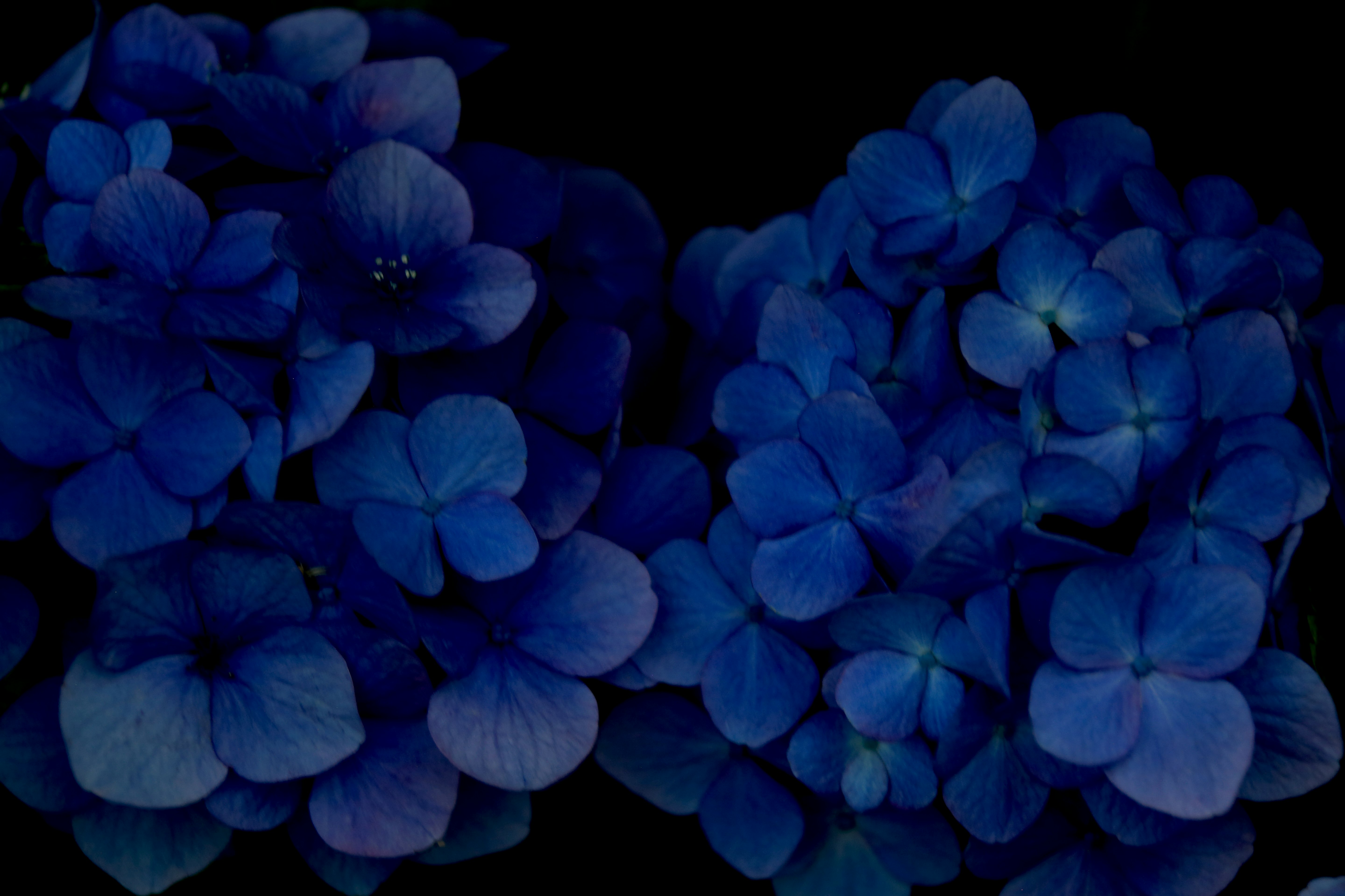 青い紫陽花の花のマクロ画像