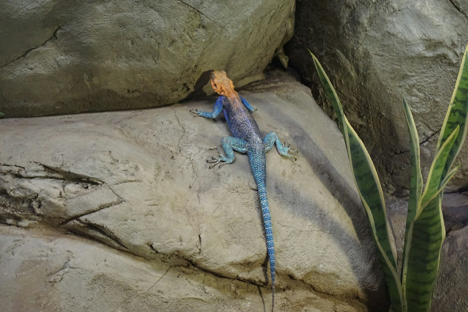 Kadal biru beristirahat di atas batu dengan latar belakang tanaman hijau