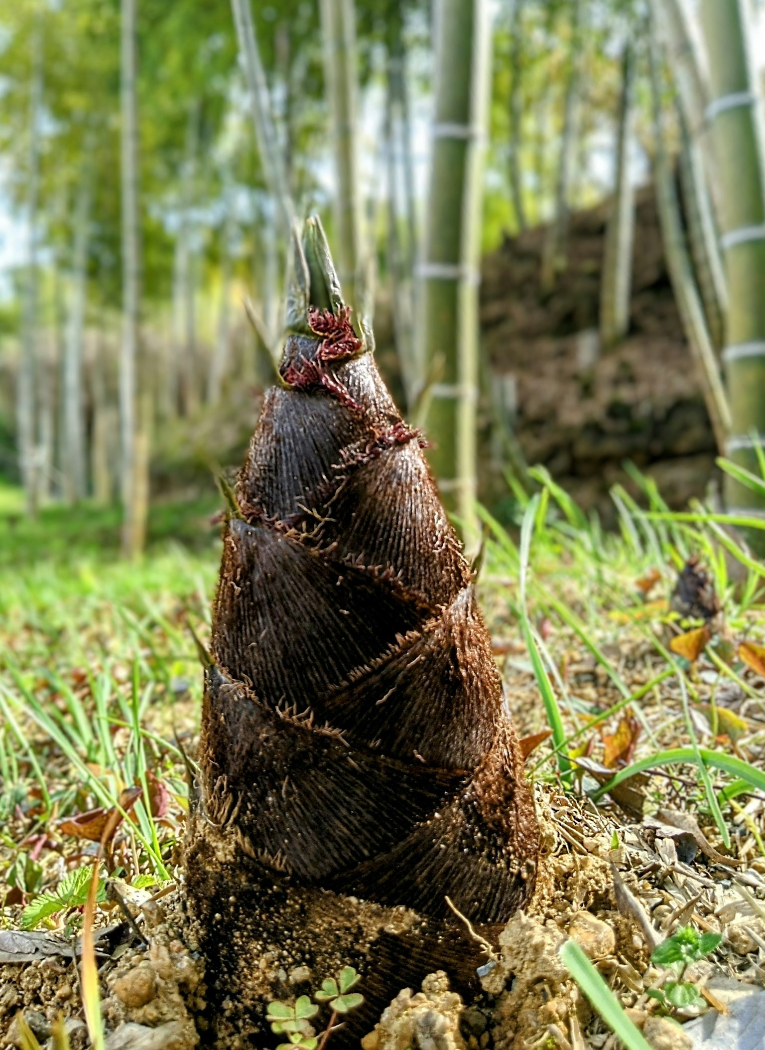 一個竹筍從地面冒出的特寫，周圍有竹林