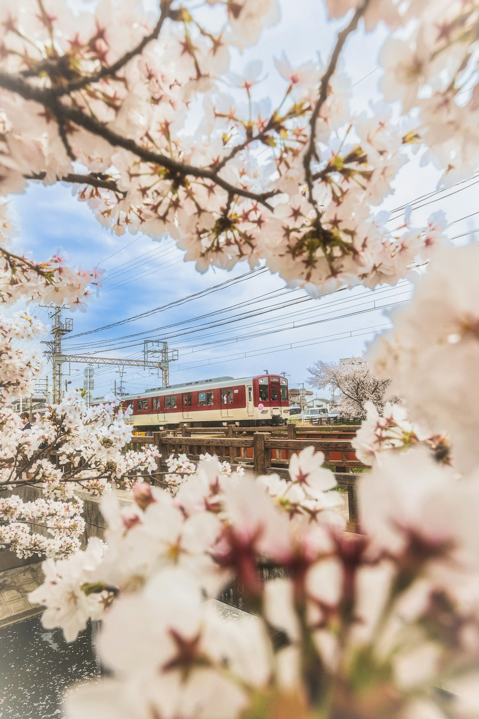 รถไฟสีแดงที่ผ่านต้นซากุระบาน