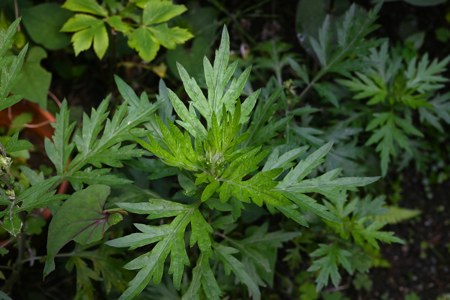 Gros plan d'une plante avec des feuilles vertes distinctives