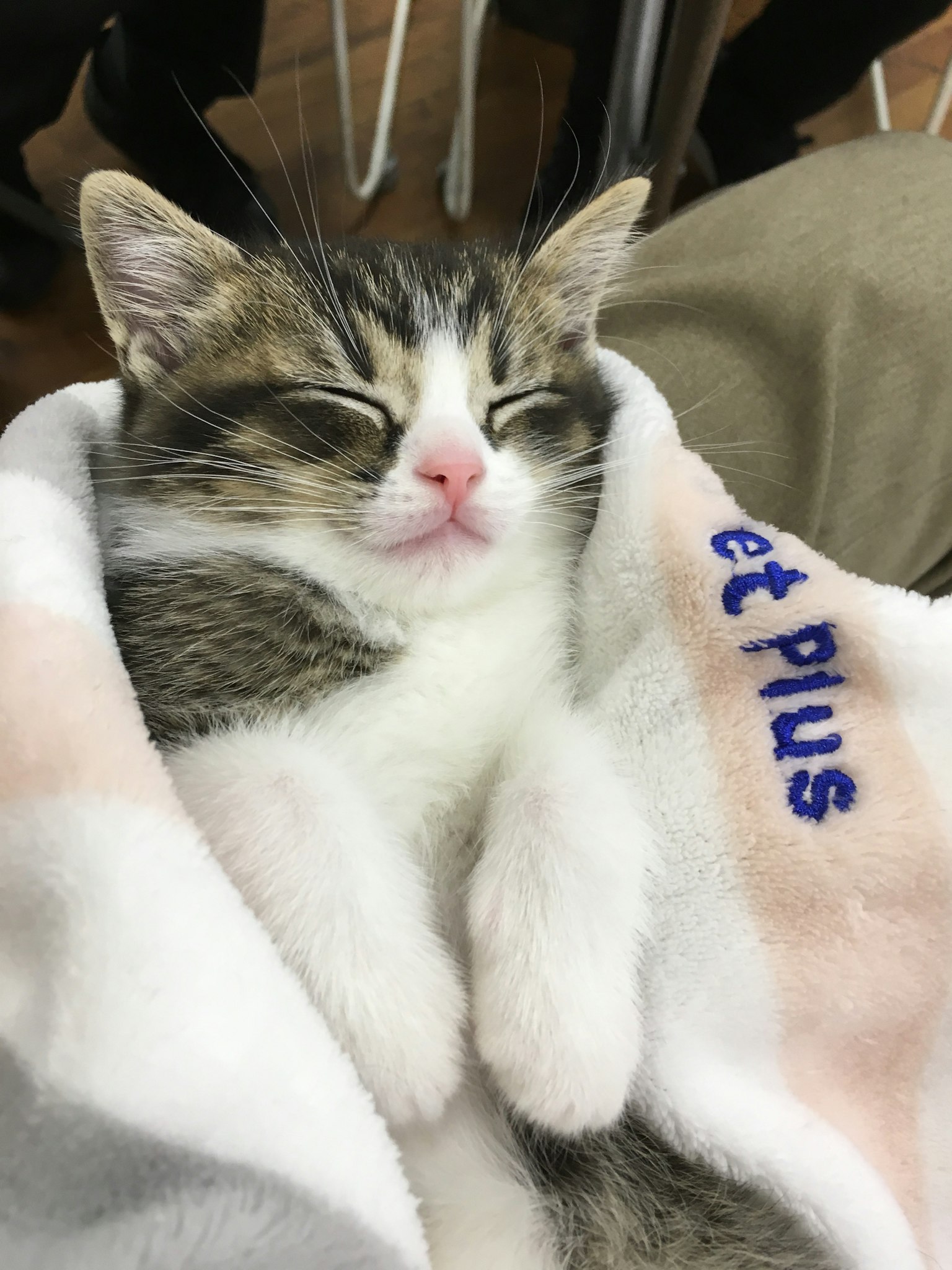 Un gattino che dorme avvolto in una coperta