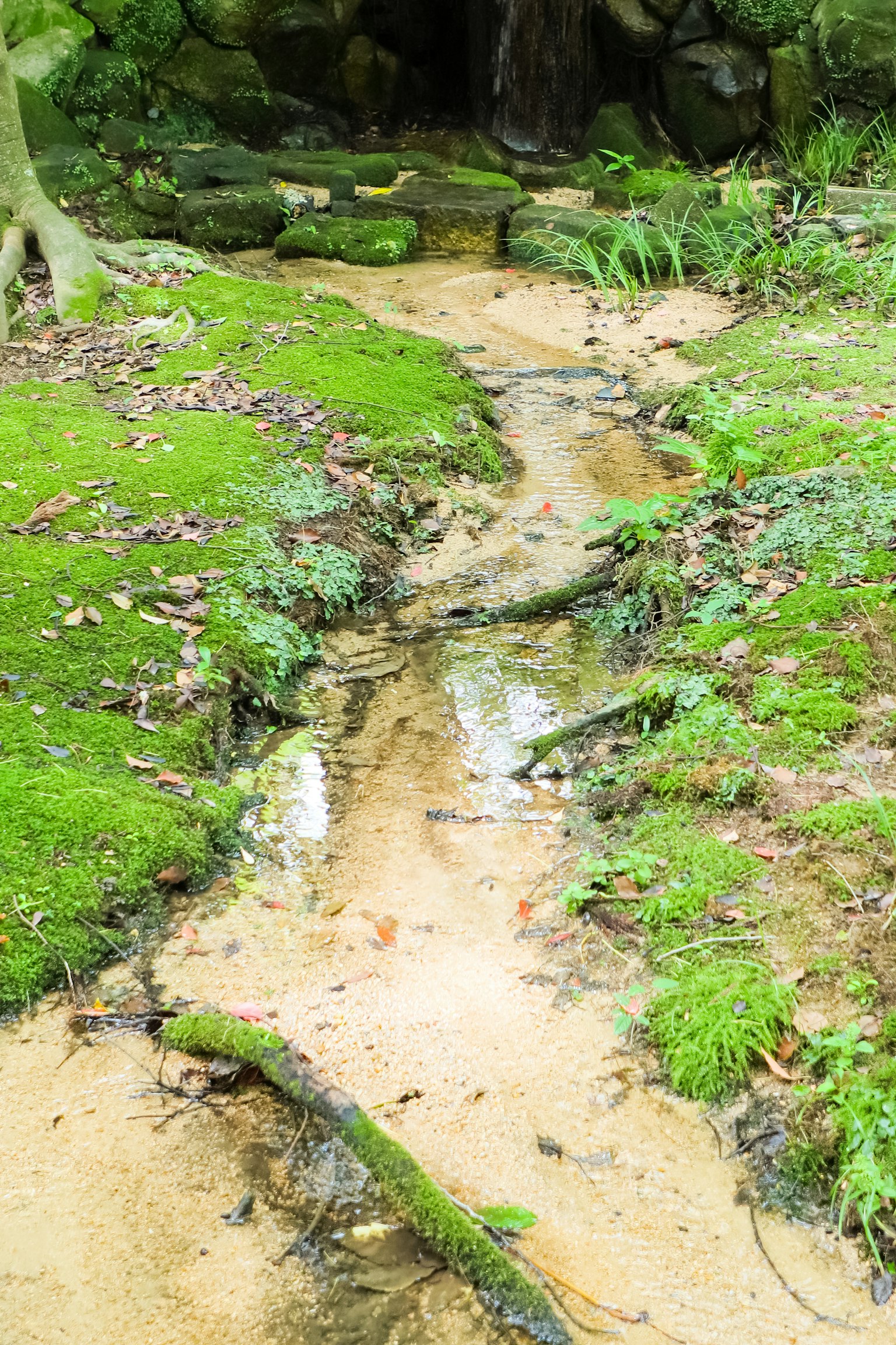 Un paesaggio sereno con un ruscello che scorre attraverso muschio verde