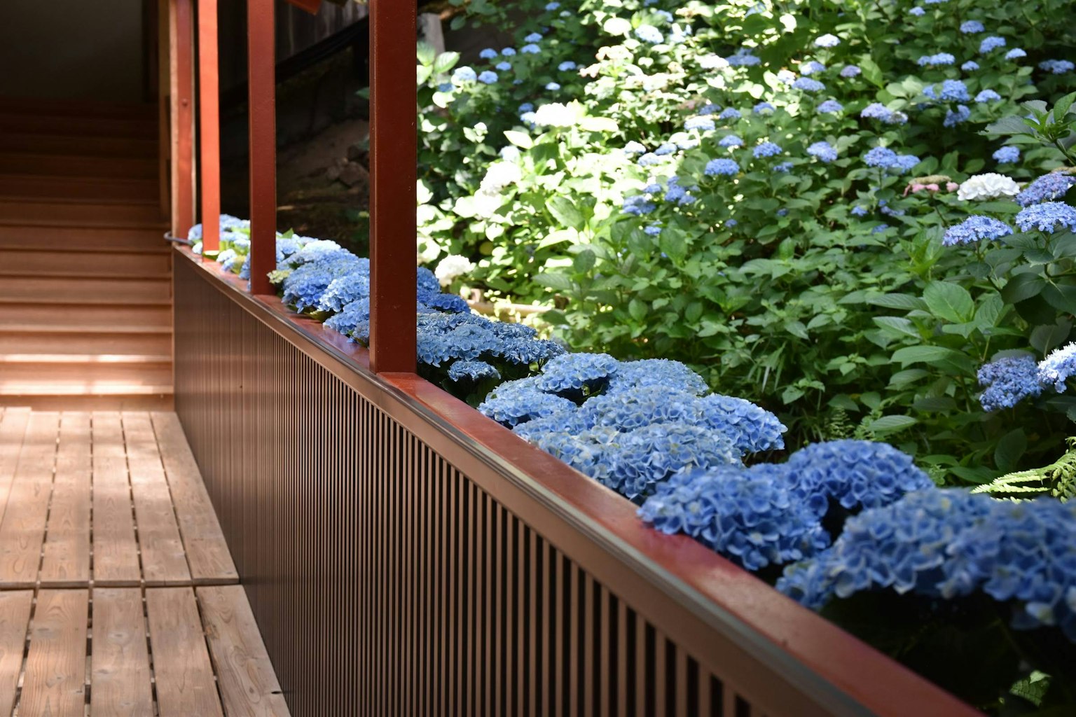 Allée en bois avec des hortensias bleus et un escalier