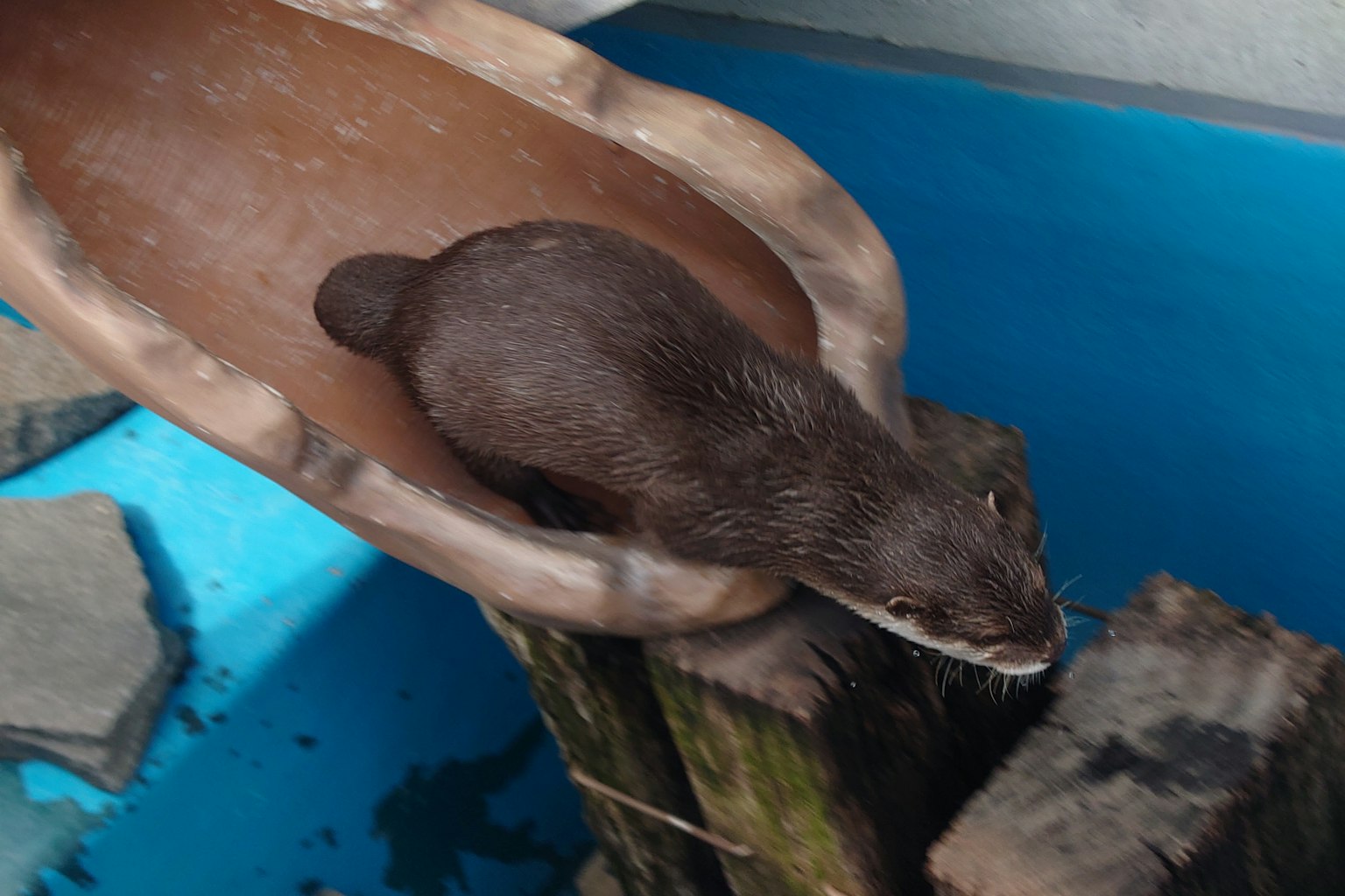 Otter sliding into water from a slide