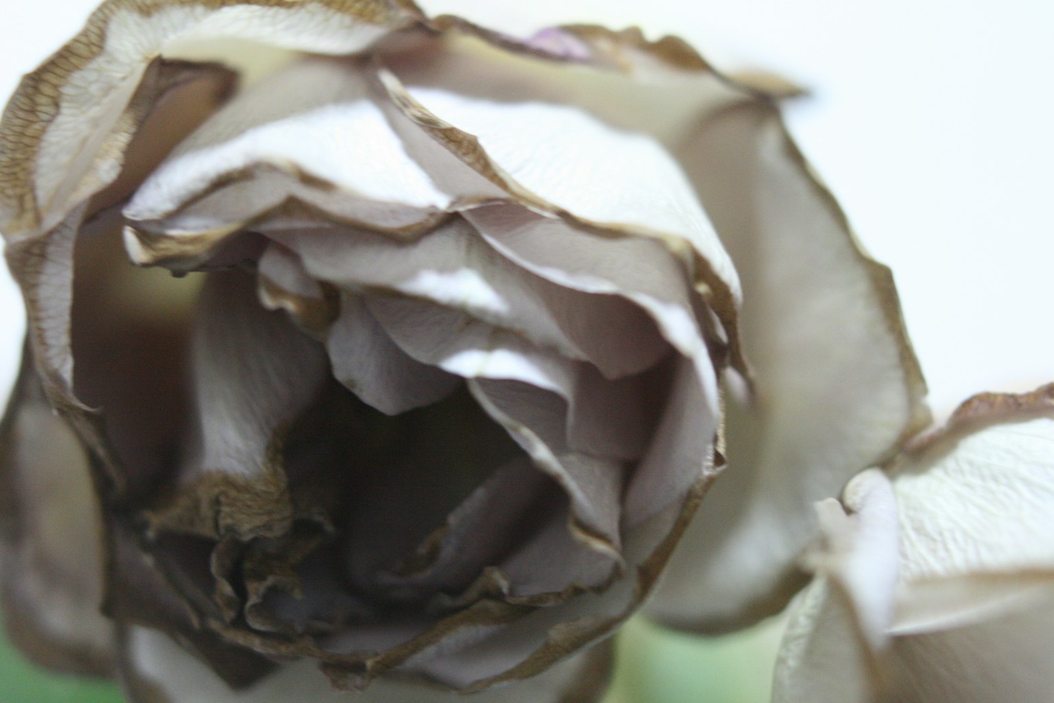 Primo piano di una rosa essiccata con colori tenui