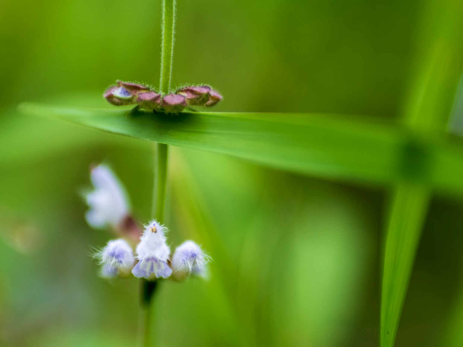 Plant with small white flowers and green leaves in a blurred green background